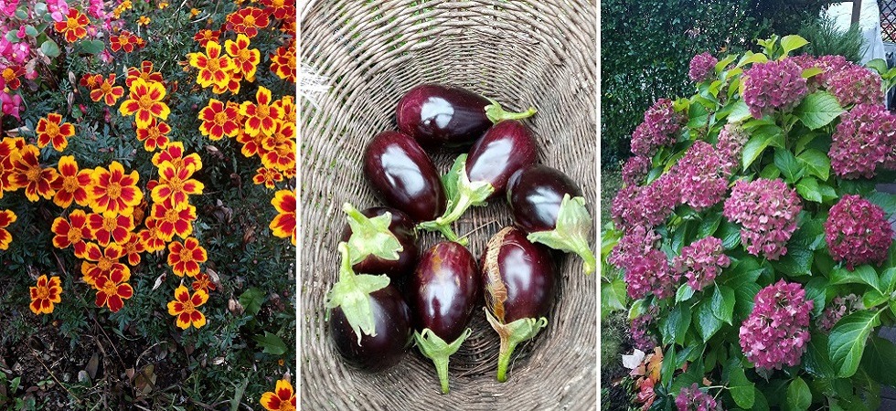 Autunno o primavera? Rose in fiore e melanzane negli orti in Trentino, l'esperta: “Con il clima cambiano anche le specie